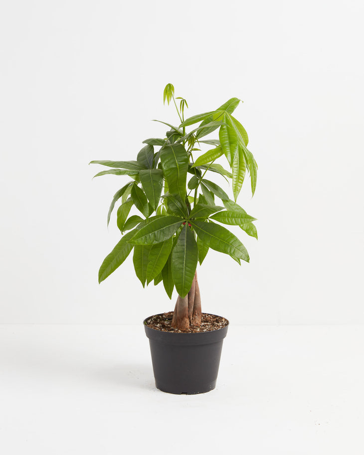 Braided Money Tree in a black plastic grower pot, ready for repotting into a decorative planter