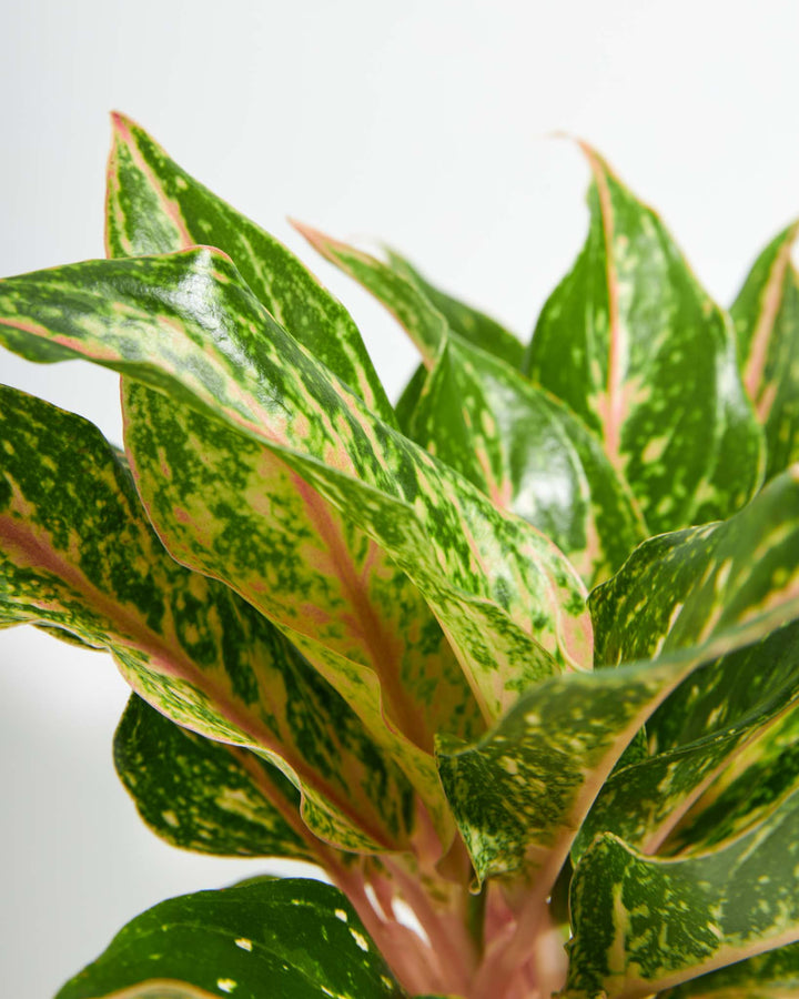 Chinese Evergreen (Aglaonema)