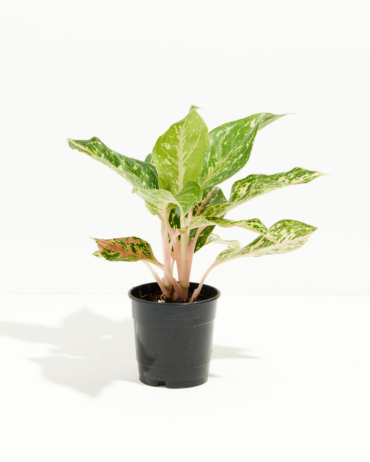 Chinese Evergreen (Aglaonema), Lively Root, Plant, Size, Small, , 
