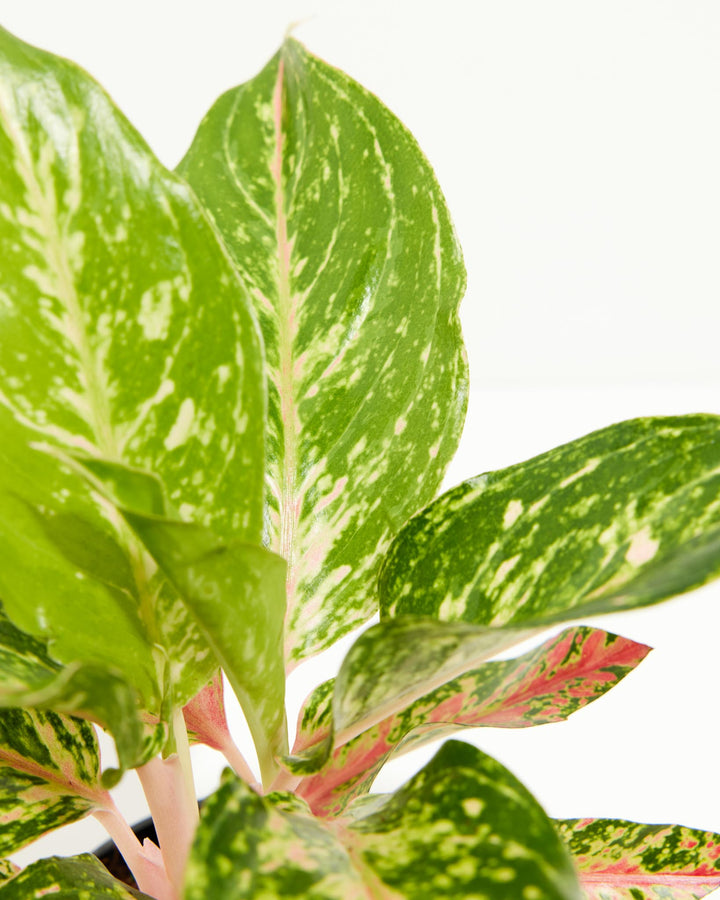 Chinese Evergreen (Aglaonema), Lively Root, Plant, , , , 
