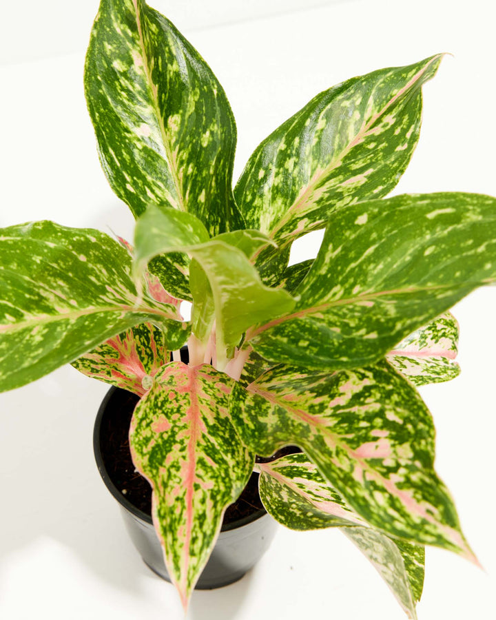 Chinese Evergreen (Aglaonema), Lively Root, Plant, , , , 