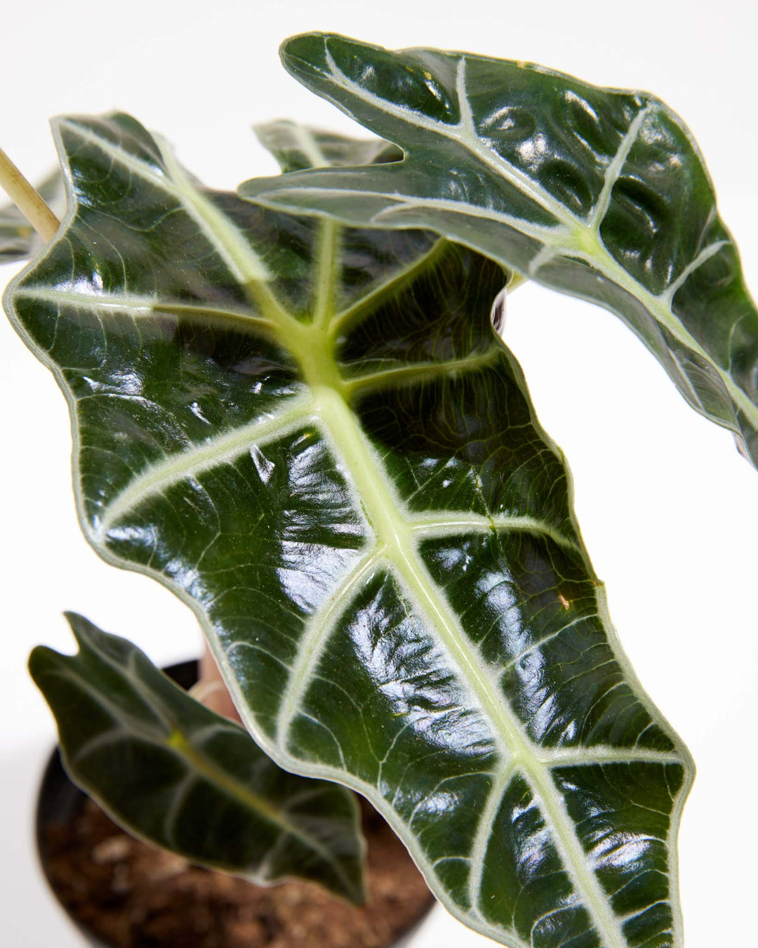 Alocasia Bambino, Lively Root, Plant, , , , 