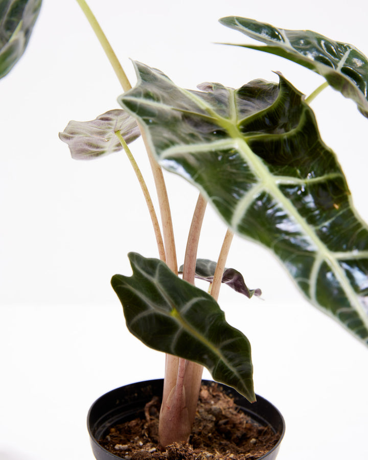 Alocasia Bambino, Lively Root, Plant, , , , 