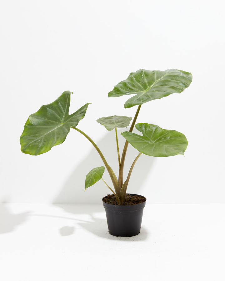 Alocasia Kuching Mask, Lively Root, Plant, Size, Medium, , 