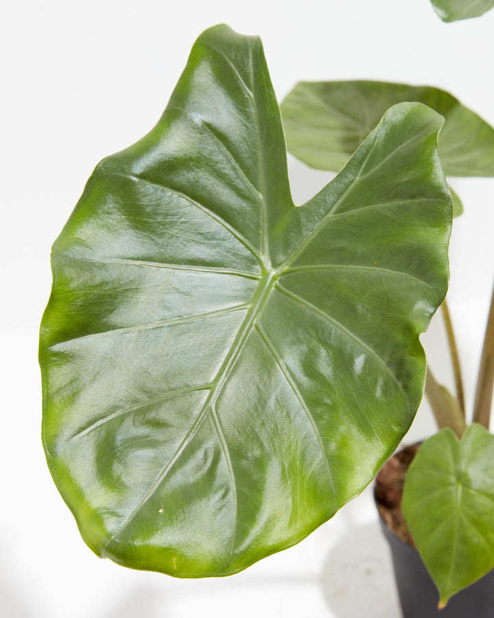 Alocasia Kuching Mask, Lively Root, Plant, , , , 