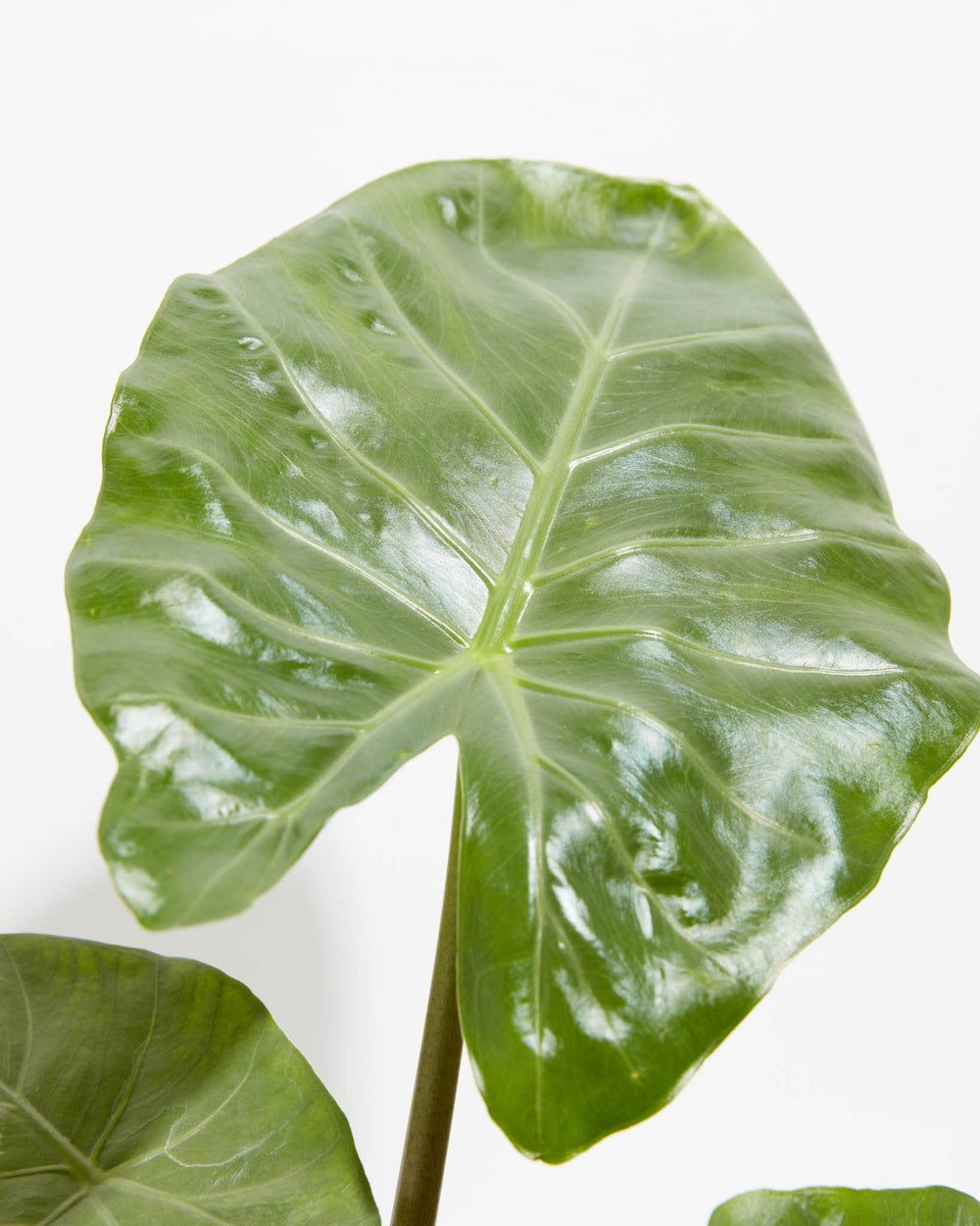 Alocasia Kuching Mask, Lively Root, Plant, , , , 