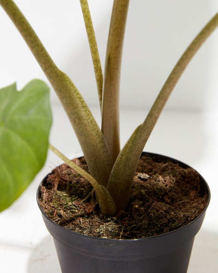 Alocasia Kuching Mask, Lively Root, Plant, , , , 
