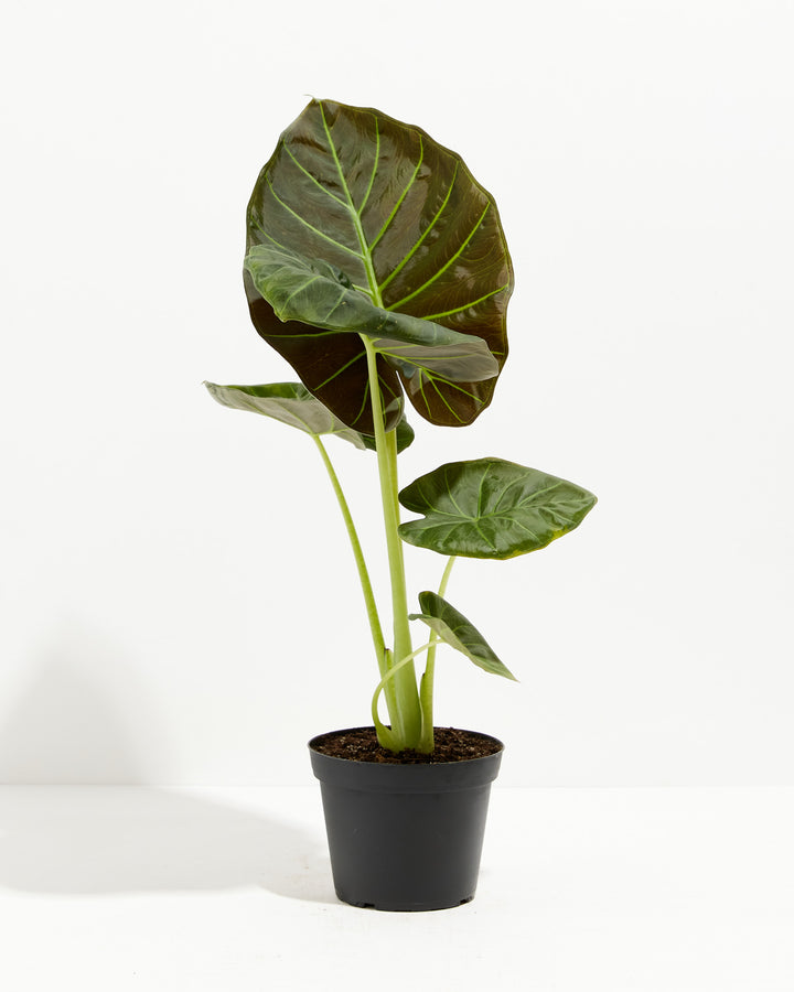 6-inch Alocasia Regal Shield in black plastic grower pot with juvenile leaves at various growth stages showing lime-green stems and emerging shield forms; fast-growing tropical houseplant.