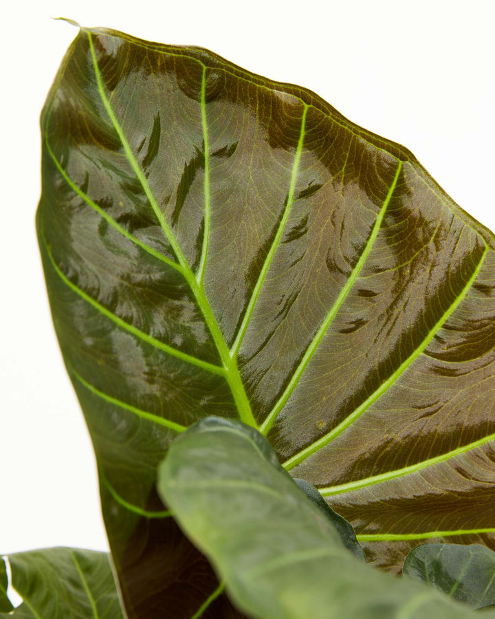 Single mature Alocasia Regal Shield leaf macro showing deep green with burgundy underside and lime-green vein network; botanical detail highlighting two-tone leaf coloration and veining.