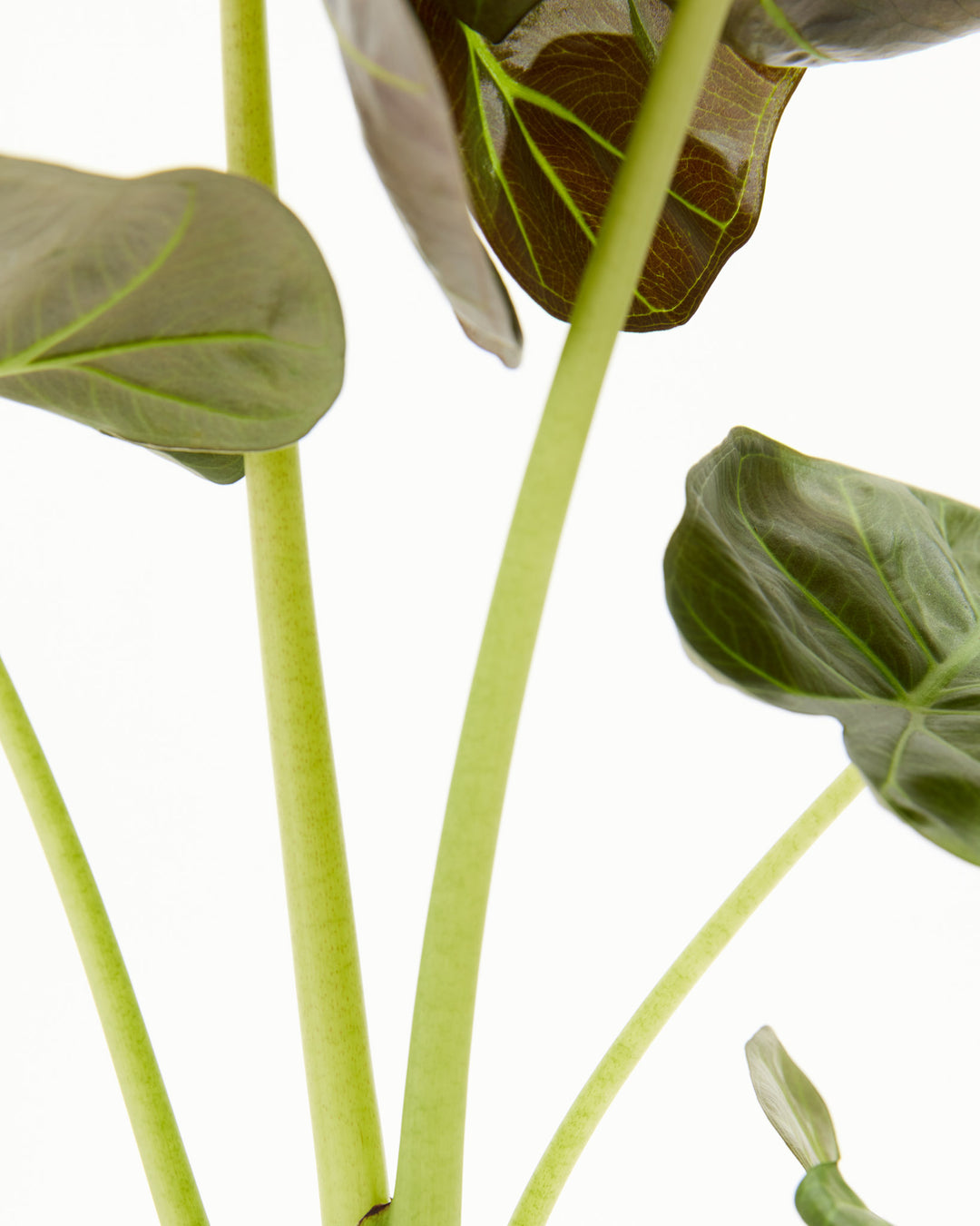 Macro close-up of Alocasia Regal Shield leaf stems and petioles showing vibrant lime-green coloring and glossy leaf surface; detail view highlighting unique chartreuse vein patterns.