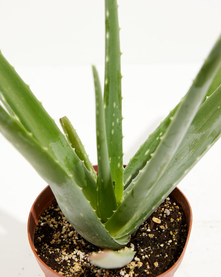 Aloe Vera Plant overhead view showing rosette base with new pup growth in terracotta pot with perlite succulent soil mix – healthy live aloe plant for beginners