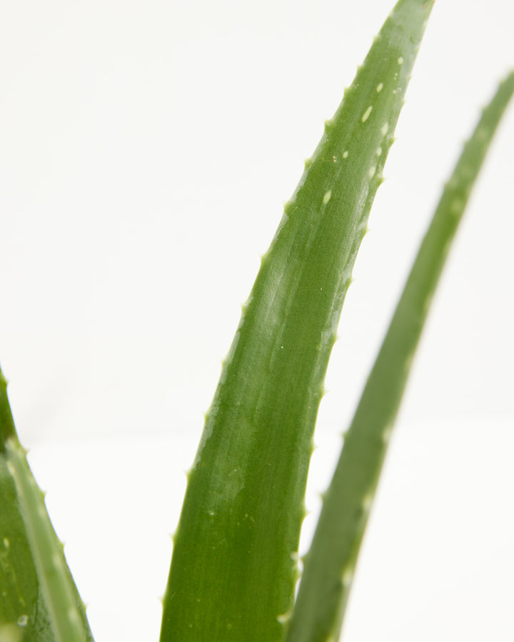 Aloe Vera Plant macro detail of thick gel-filled leaf with toothed edges – mature live aloe barbadensis for natural skincare and sunburn relief