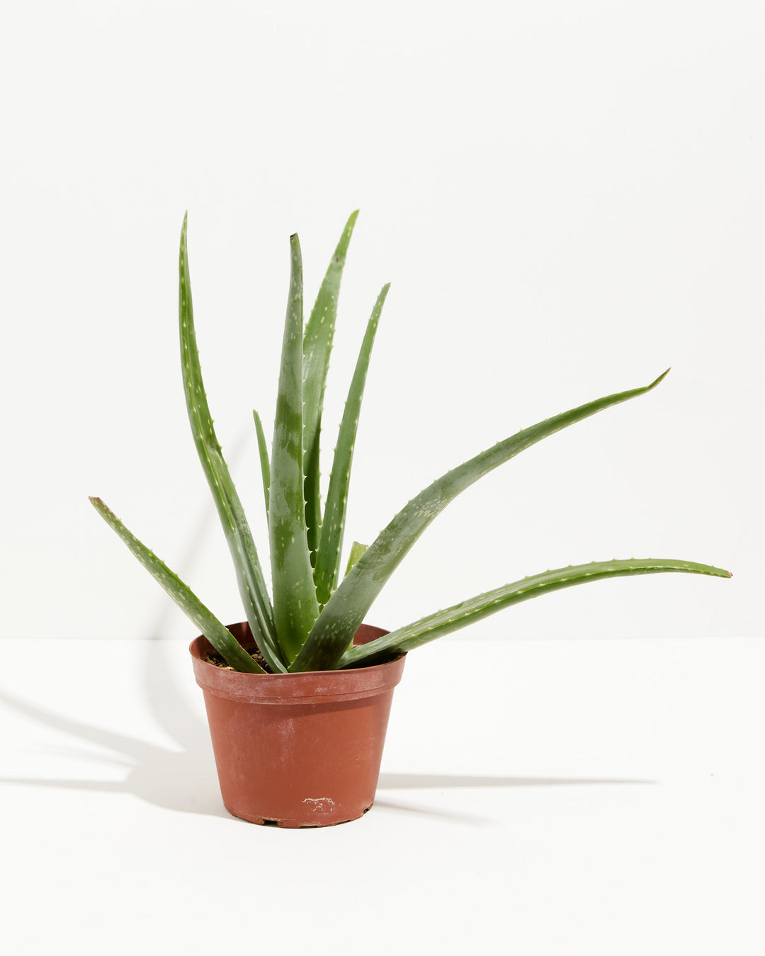 Aloe Vera Plant 6-inch full plant view in terracotta grower pot with long spreading succulent leaves – buy live aloe vera plant online for natural home remedies