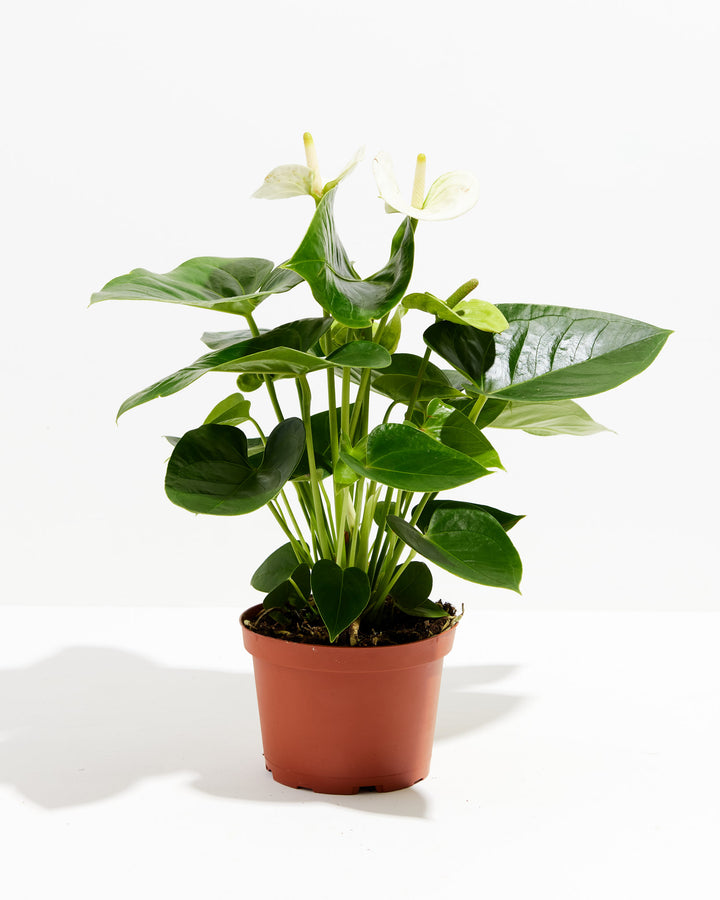 The White Anthurium arrives lush and flowering, shown here in its plastic grower pot with glossy dark green leaves.