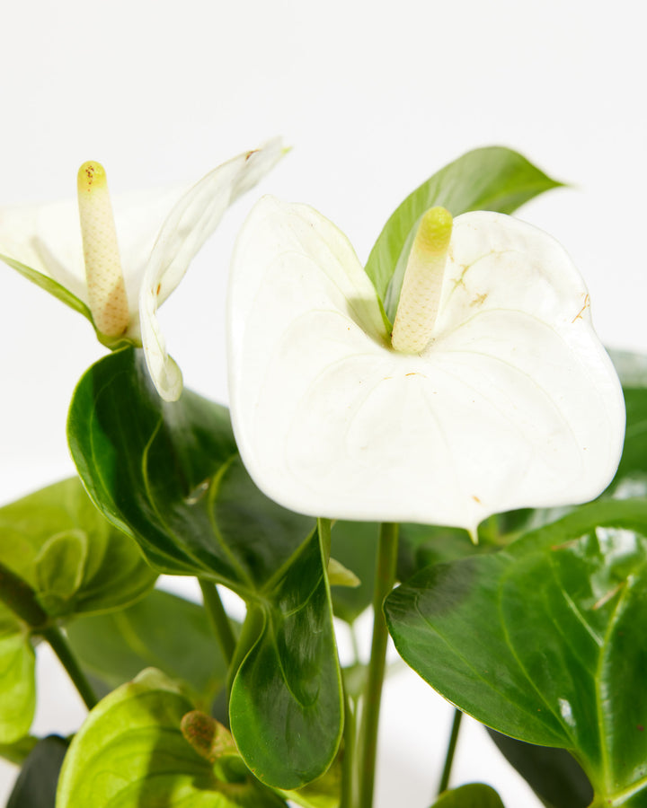 Two crisp white anthurium blooms take center stage in this close-up, showcasing the flower's heart-shaped form and pale yellow spadix.