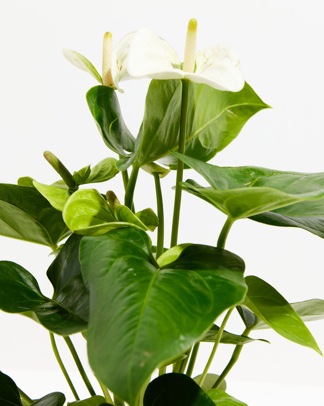 This detail shot highlights the White Anthurium's waxy white spathe and slender yellow spadix.