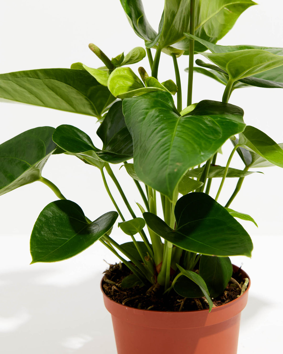 A close-up of the White Anthurium reveals its thick, deeply veined leaves emerging from the soil in a grower pot.