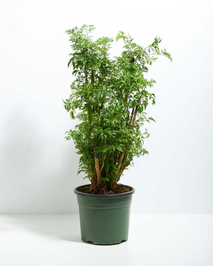 Aralia Ming Stump