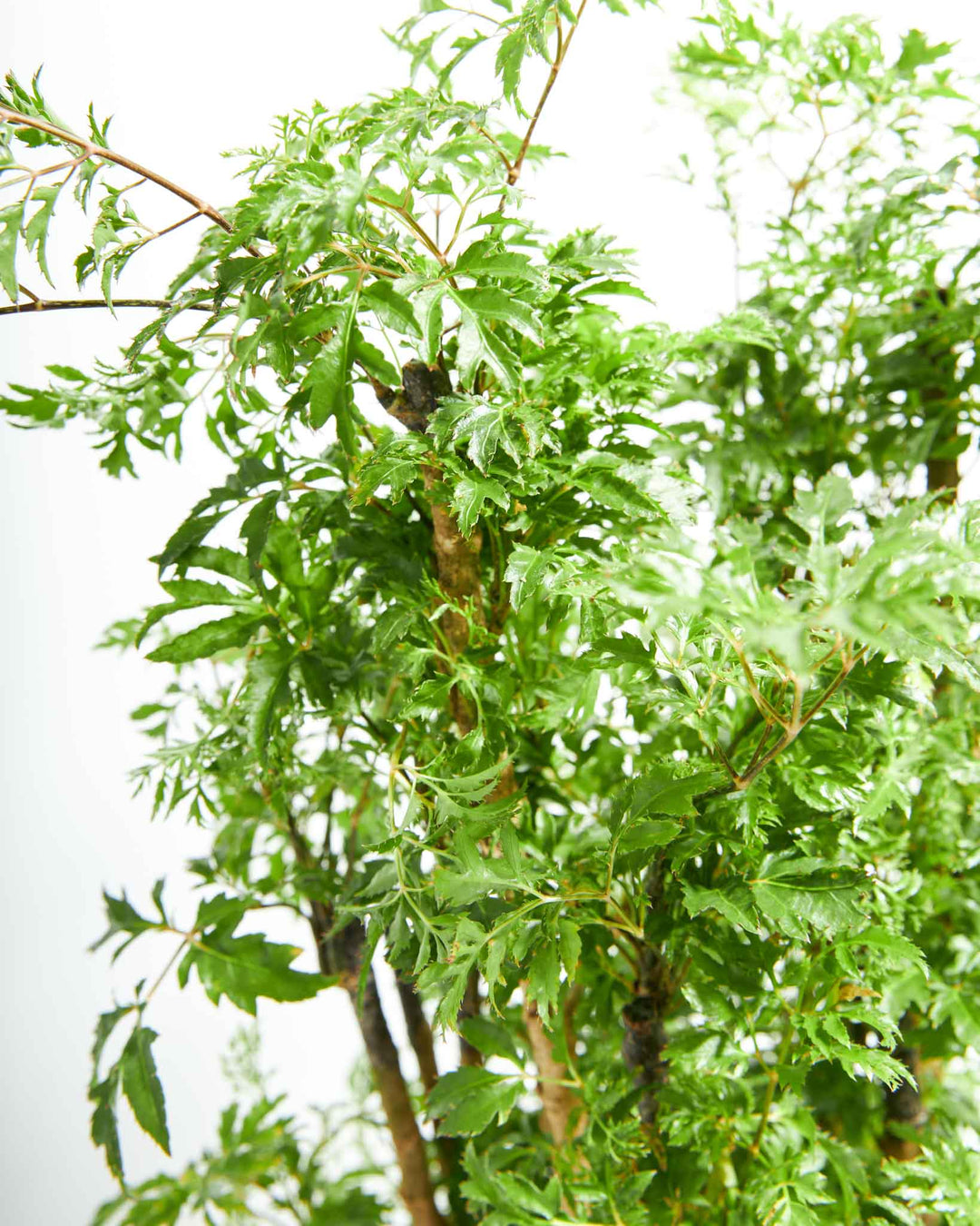 Aralia Ming Stump