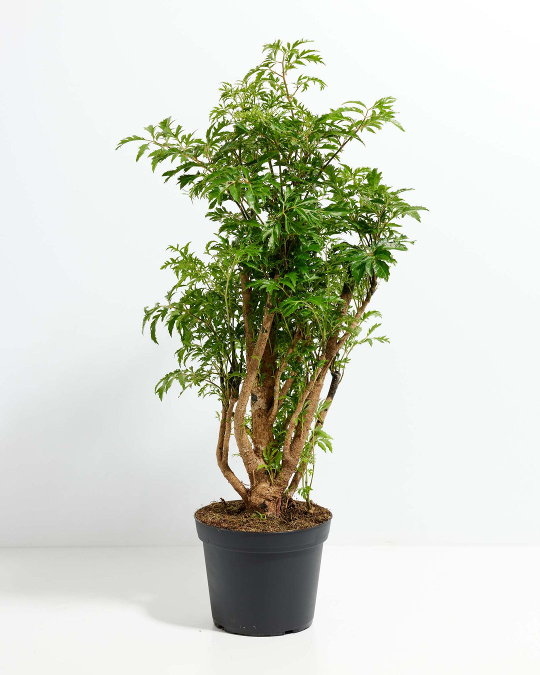 Aralia Ming Stump