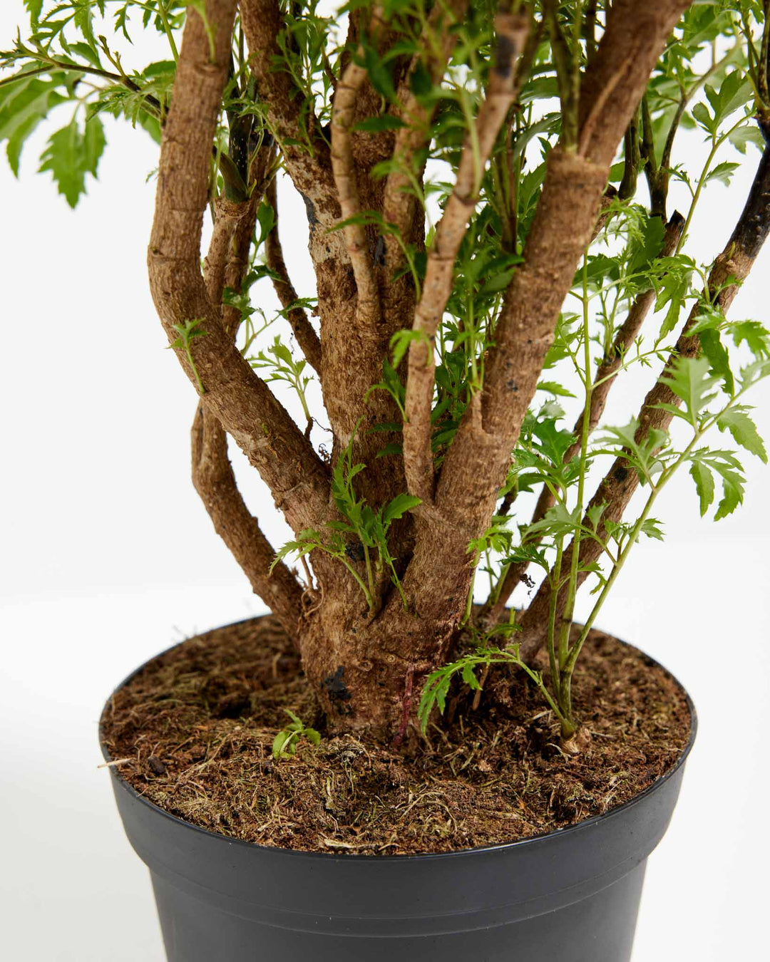 Aralia Ming Stump