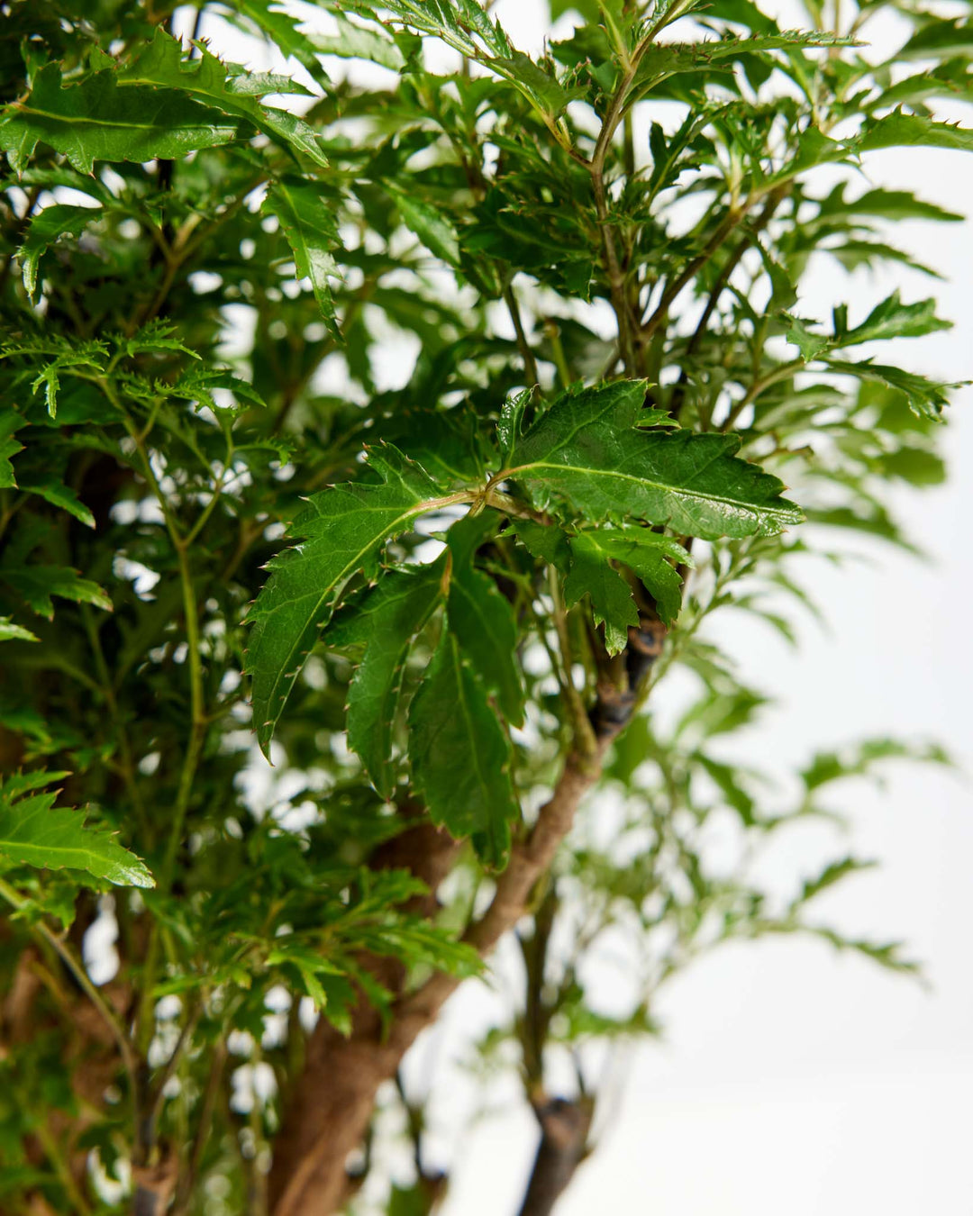 Aralia Ming Stump