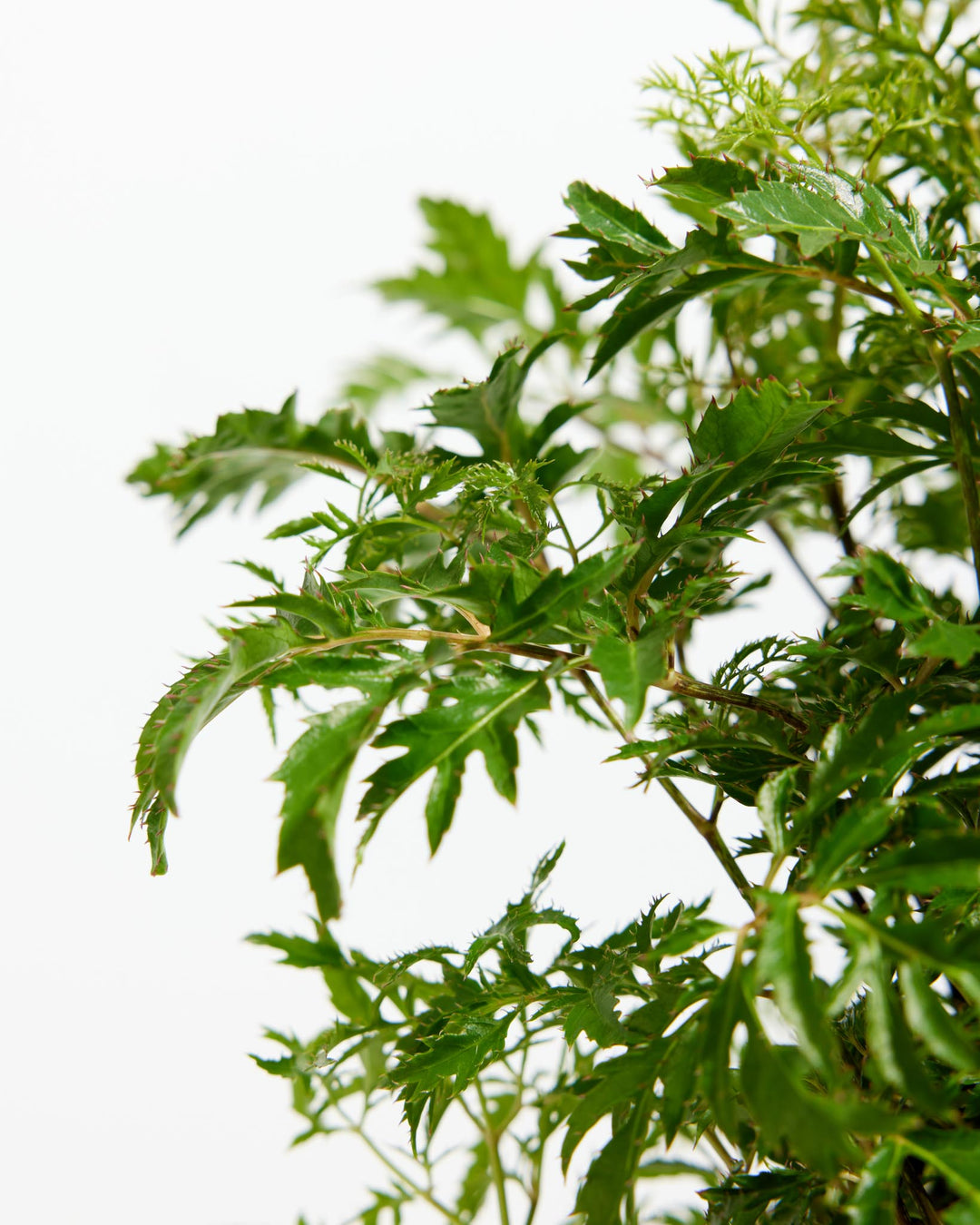 Aralia Ming Stump