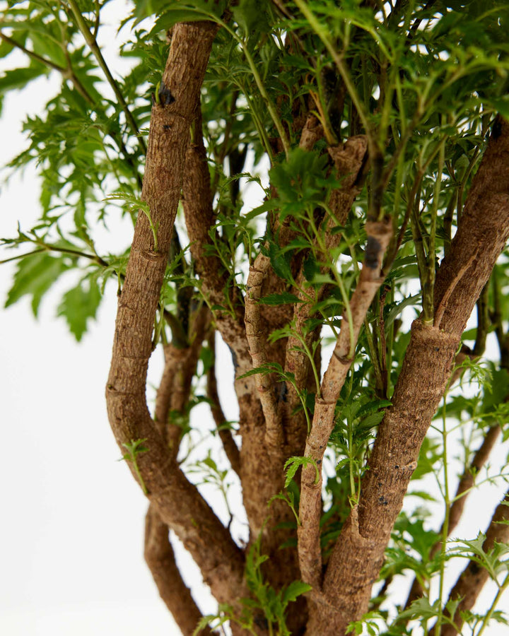 Aralia Ming Stump