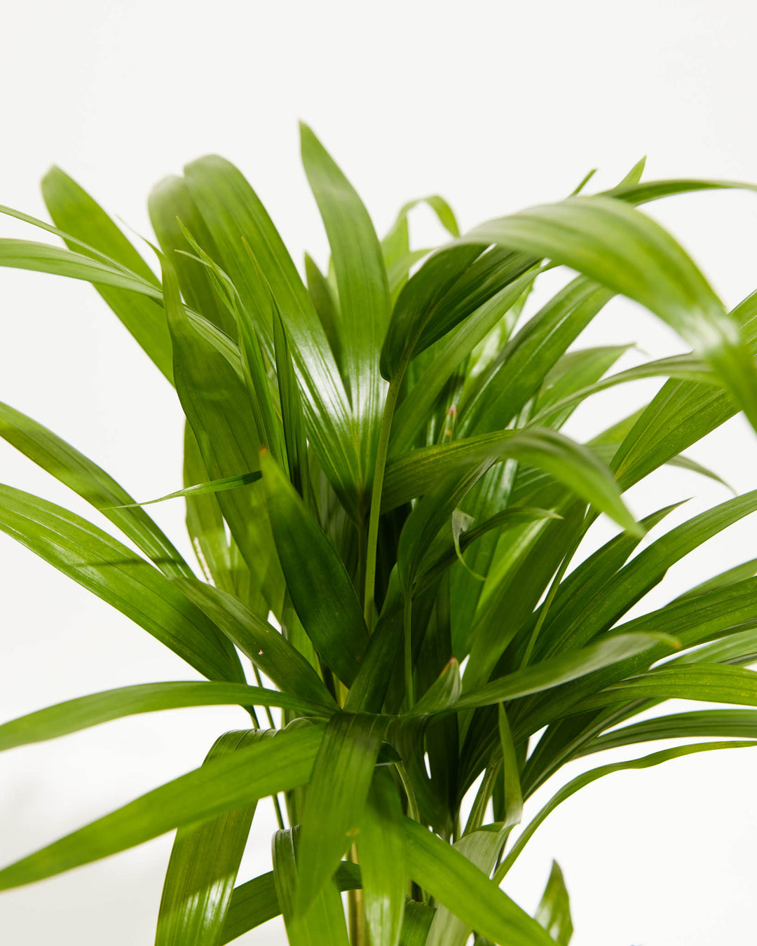 Close-up of Areca Palm Indoor Tree (Dypsis lutescens) showing dense glossy green arching fronds with long narrow leaflets on a white background