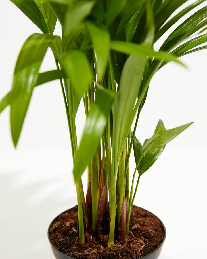 Close-up of Areca Palm Indoor Tree (Dypsis lutescens) base showing multiple green stems with new growth shoots emerging from rich bark mulch soil in a black grower pot