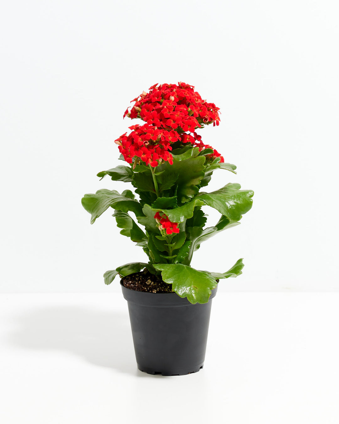 Red Kalanchoe blossfeldiana, black plastic nursery pot, grower pot, dense red flower clusters, green succulent leaves