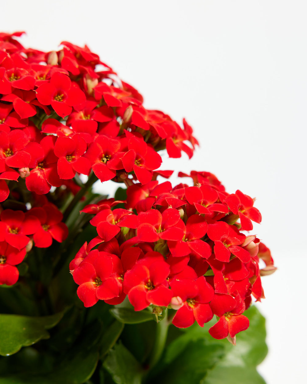 Kalanchoe blossfeldiana red star-shaped flower clusters, macro detail shot, full bloom with yellow centers, flowering succulent