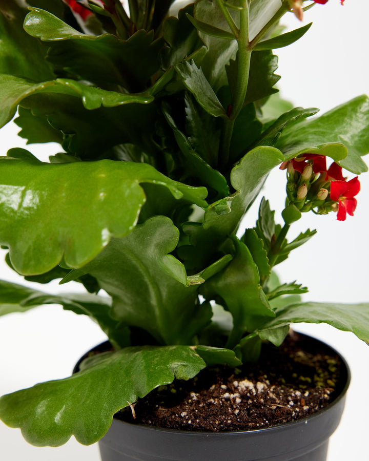 Green succulent leaves and unopened Kalanchoe buds, macro detail, fleshy foliage, plant texture