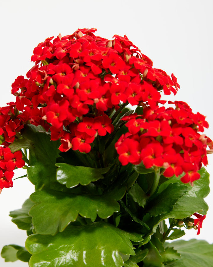 Dense red Kalanchoe blossfeldiana flower clusters, close-up macro shot, yellow stamens, fresh blooming flowers