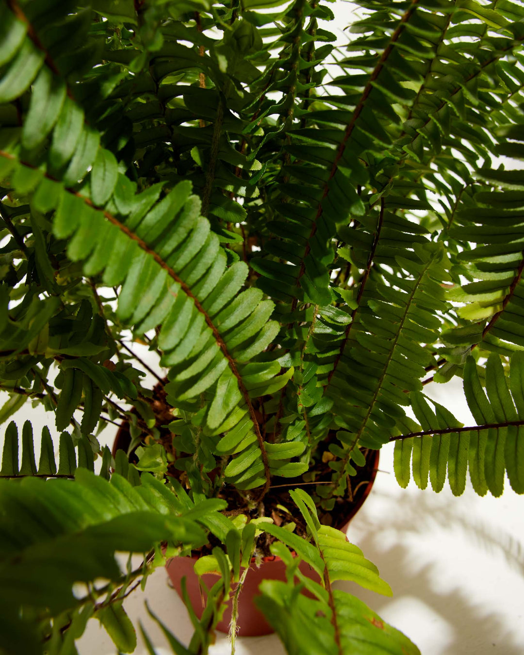 A high-angle, close-up studio shot looking down into a Boston Fern houseplant, showcasing the dense, layered arrangement of its vibrant green fronds radiating outward from a central terracotta-colored plastic grower pot against a white background.