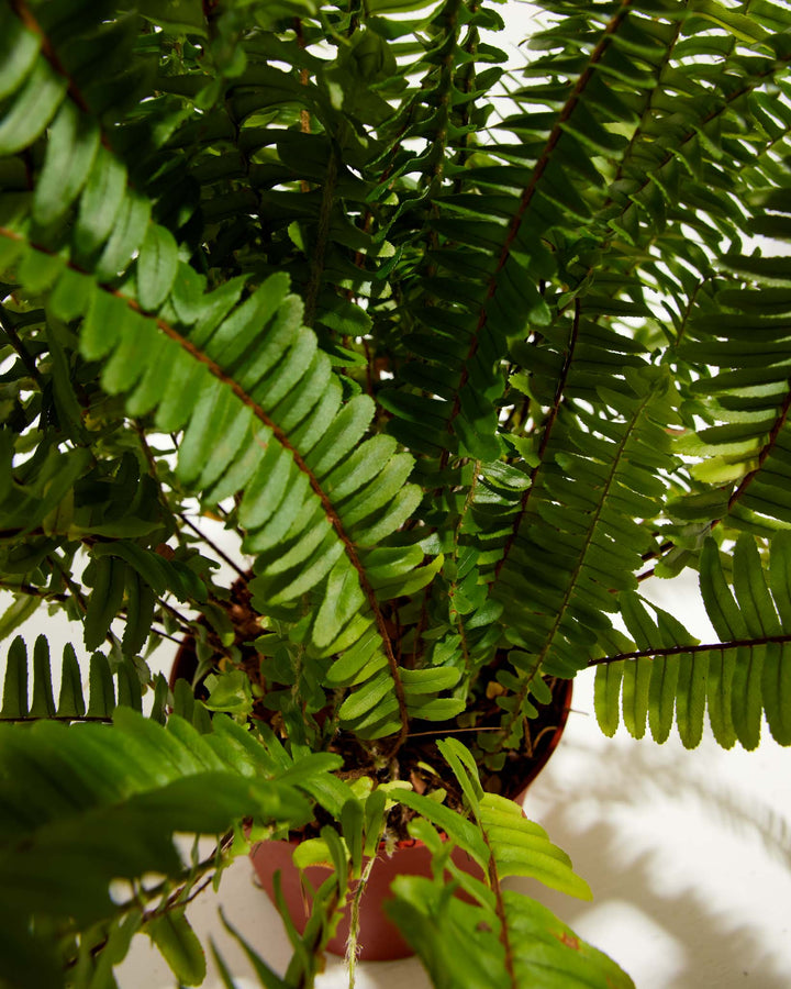 A high-angle, close-up studio shot looking down into a Boston Fern houseplant, showcasing the dense, layered arrangement of its vibrant green fronds radiating outward from a central terracotta-colored plastic grower pot against a white background.