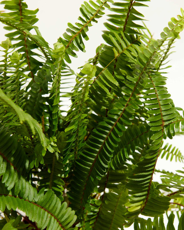 A detailed close-up studio shot of a Boston Fern houseplant, highlighting the intricate texture of its long, bright green fronds with small, neatly arranged leaflets along thin reddish-brown stems against a white background.