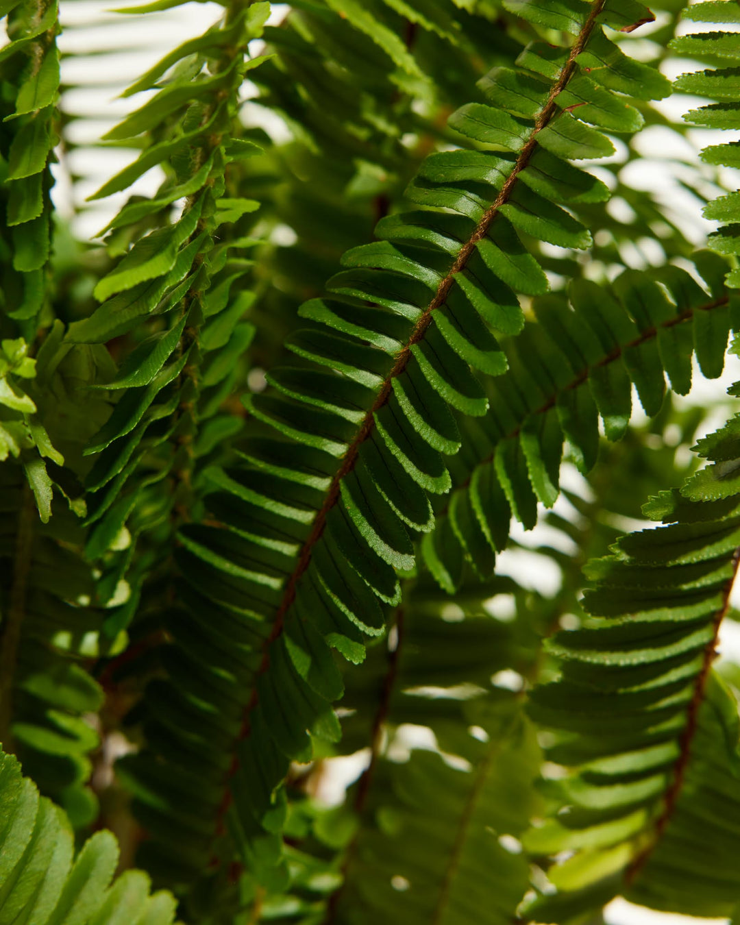 A high-angle, close-up studio shot looking down into a Boston Fern houseplant, showcasing the dense, layered arrangement of its vibrant green fronds radiating outward from a central terracotta-colored plastic grower pot against a white background.