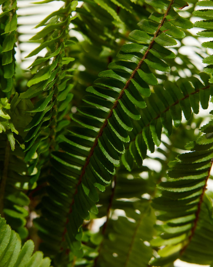 A high-angle, close-up studio shot looking down into a Boston Fern houseplant, showcasing the dense, layered arrangement of its vibrant green fronds radiating outward from a central terracotta-colored plastic grower pot against a white background.