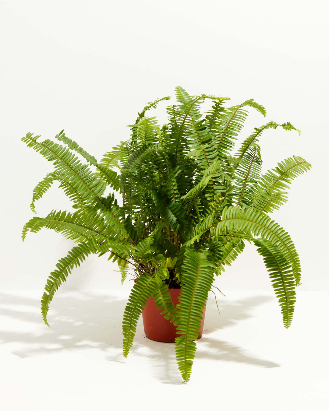 A full Boston Fern houseplant featuring numerous long, arching green fronds spreading outwards from a central rosette, potted in a standard terracotta-colored plastic grower pot, set against a solid white studio background.