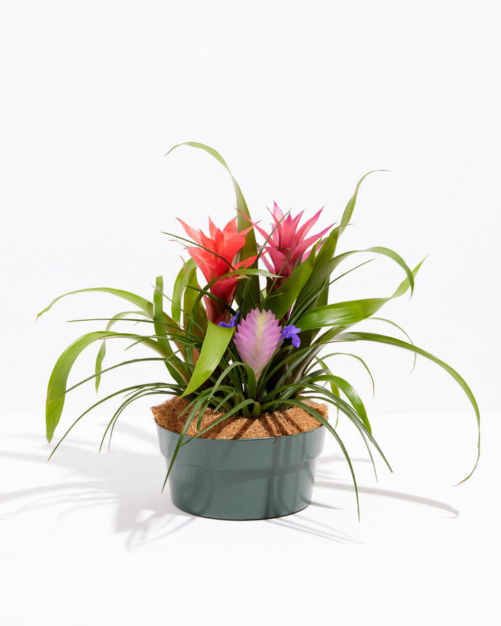 Grower's Choice: Bromeliad Centerpiece, Lively Root, Plant, Size, Center Piece, , 