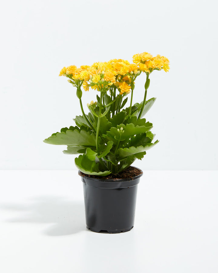 Calandiva in original 4-inch black nursery grower pot with mature foliage and yellow flower clusters, ready for repotting into decorative containers for indoor succulent gardening.
