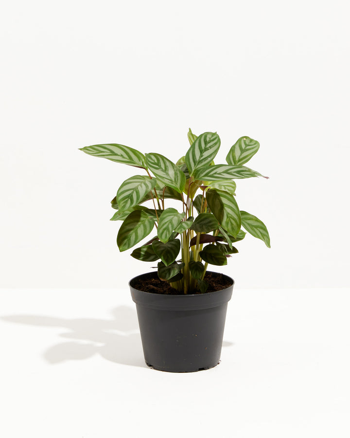 "Compact Star" Prayer Plant (Calathea), Lively Root, Plant, Size, Medium, , 