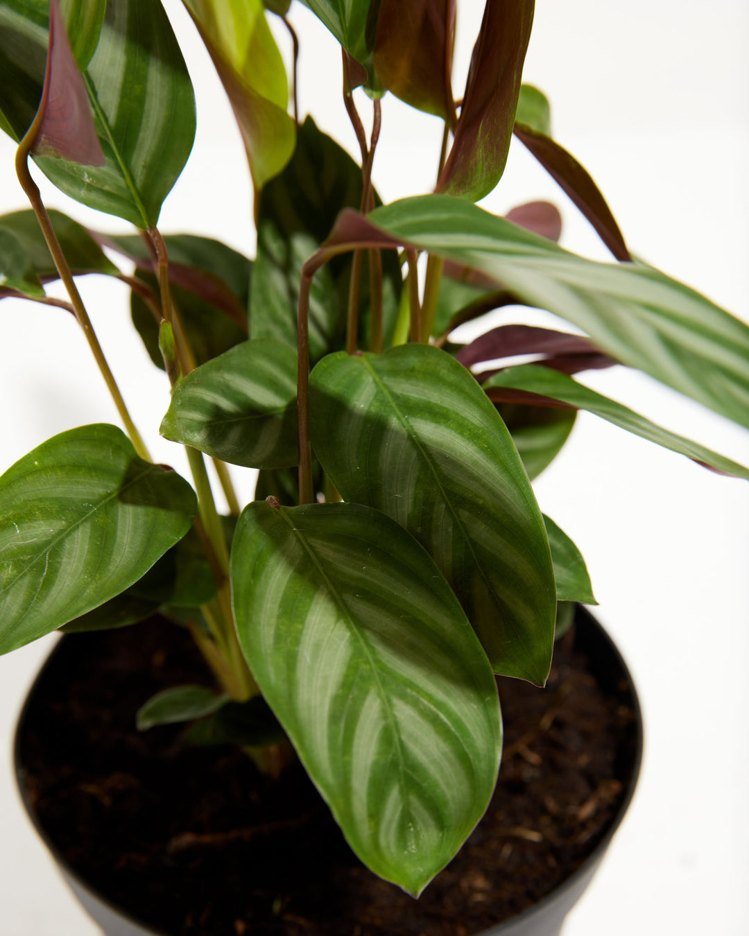 "Compact Star" Prayer Plant (Calathea), Lively Root, Plant, , , , 