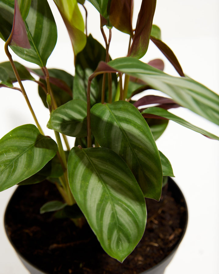 "Compact Star" Prayer Plant (Calathea), Lively Root, Plant, , , , 