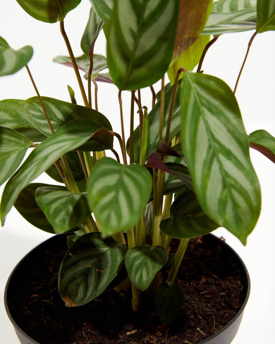 "Compact Star" Prayer Plant (Calathea), Lively Root, Plant, , , , 