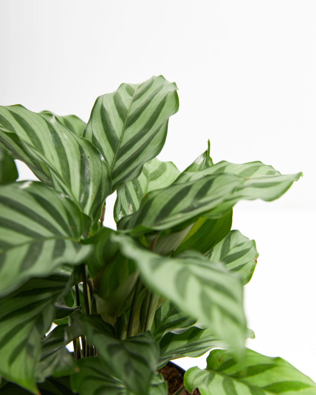 Macro detail of Calathea Freddy foliage from Sending Hugs Bundle showing distinctive striped green leaf pattern and tropical plant texture.