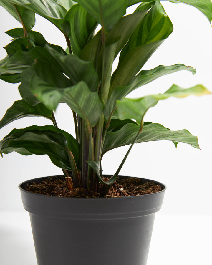 Calathea Concinna Freddie 4-inch grower pot showing full stem base and healthy root soil – live prayer plant ready to ship