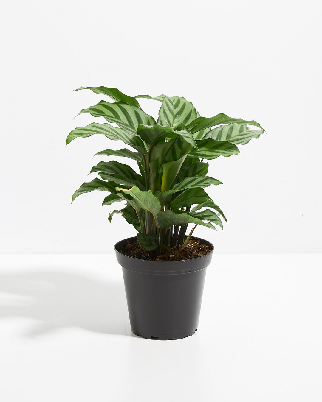 Calathea Concinna Freddie full plant view in 4-inch black grower pot with striped green foliage – low light indoor houseplant