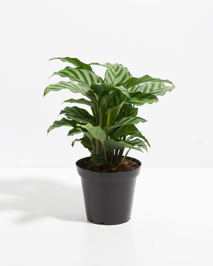 Calathea Concinna Freddie full plant view in 4-inch black grower pot with striped green foliage – low light indoor houseplant